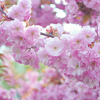 Buy canvas prints of Blooming branch of Kwanzan Cherry tree  by Jenny Rainbow