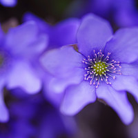 Buy canvas prints of Blue Anemone Macro                                 by Jenny Rainbow