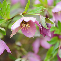 Buy canvas prints of Pink Hellebore Flowers                             by Jenny Rainbow