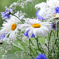 Buy canvas prints of Daisies and Cornflowers                            by Jenny Rainbow