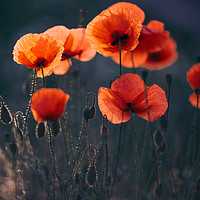 Buy canvas prints of Red Poppies Remembrance by Jenny Rainbow