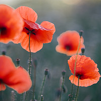 Buy canvas prints of Red Poppies Remembrance 1 by Jenny Rainbow