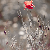 Buy canvas prints of Red Poppy in Silver Grass by Jenny Rainbow