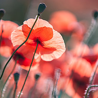 Buy canvas prints of Red Poppies Remembrance 2 by Jenny Rainbow