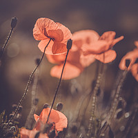 Buy canvas prints of Red Poppies Remembrance. Vintage by Jenny Rainbow
