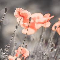 Buy canvas prints of Red Poppies Remembrance 3 by Jenny Rainbow