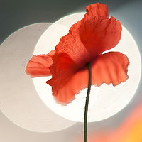 Buy canvas prints of Red Poppy. Towards Sun by Jenny Rainbow