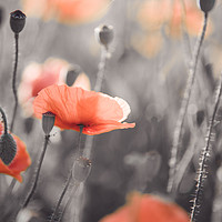 Buy canvas prints of Red Poppies Remembrance 4 by Jenny Rainbow