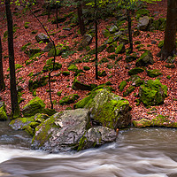 Buy canvas prints of Wild Stream in Spring Forest by Jenny Rainbow