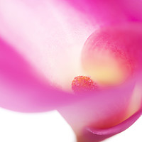 Buy canvas prints of Passion for Flowers. Pink Veil by Jenny Rainbow