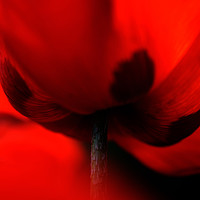 Buy canvas prints of Flaming Red Poppy by Jenny Rainbow