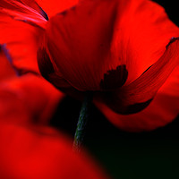 Buy canvas prints of Flaming Red Poppies by Jenny Rainbow