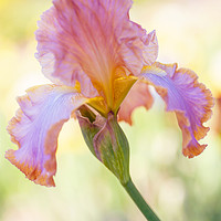 Buy canvas prints of Afternoon Delight Iris by Jenny Rainbow