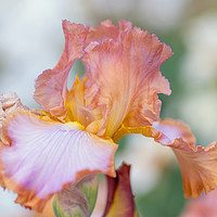 Buy canvas prints of Afternoon Delight Iris flower by Jenny Rainbow