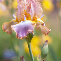 Buy canvas prints of Afternoon Delight iris in garden by Jenny Rainbow