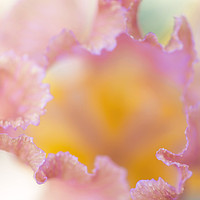 Buy canvas prints of Afternoon Delight iris Macro abstract by Jenny Rainbow
