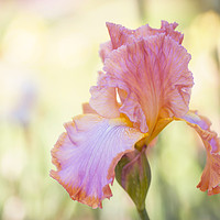 Buy canvas prints of Afternoon Delight iris close up by Jenny Rainbow