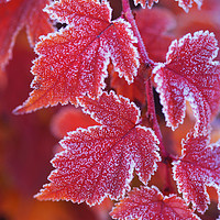 Buy canvas prints of Red orange frosted leaves of Physocarpus  by Jenny Rainbow