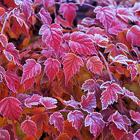 Buy canvas prints of Frosty Red Leaves by Jenny Rainbow