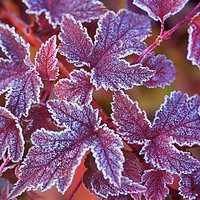 Buy canvas prints of Purple frosted leaves of Physocarpus  by Jenny Rainbow