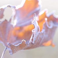 Buy canvas prints of Artistic natural abstract of dry frosted maple lea by Jenny Rainbow