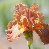Buy canvas prints of Dodge City Close Up. The Beauty of Irises by Jenny Rainbow
