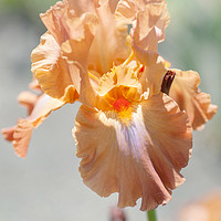 Buy canvas prints of Dodge City. The Beauty of Irises by Jenny Rainbow