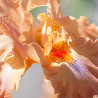 Buy canvas prints of Dodge City Macro. The Beauty of Irises by Jenny Rainbow