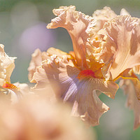 Buy canvas prints of Dodge City 2. The Beauty of Irises by Jenny Rainbow