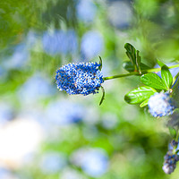 Buy canvas prints of Blue Blossom of Ceanothus Concha in Spring by Jenny Rainbow