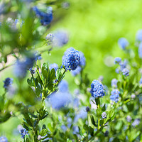 Buy canvas prints of Blue Blossom of Ceanothus Concha in Spring Garden by Jenny Rainbow