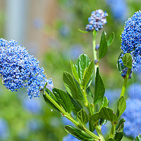 Buy canvas prints of Blue Blossom of Ceanothus Concha Branch Close Up by Jenny Rainbow