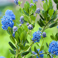 Buy canvas prints of Blue Blossom of Ceanothus Concha Branch Close Up by Jenny Rainbow