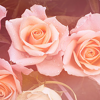 Buy canvas prints of Creamy dreamy pink roses bouquet by Jenny Rainbow