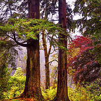 Buy canvas prints of Trees In Autumn Glory. Scotland by Jenny Rainbow