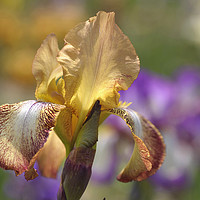 Buy canvas prints of Magic Carpet 1.The Beauty of Irises by Jenny Rainbow