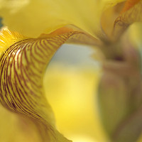 Buy canvas prints of Sepiagold.The Beauty of Irises by Jenny Rainbow
