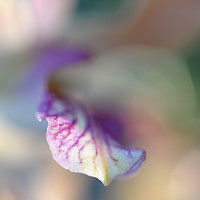 Buy canvas prints of Sensual Touch of Exotic. Orchid I by Jenny Rainbow