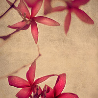 Buy canvas prints of Red Frangipani Flowers by Jenny Rainbow