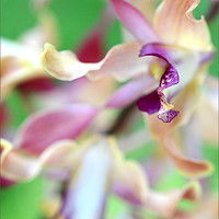 Buy canvas prints of Sensual Touch of Exotic II. Orchid II by Jenny Rainbow