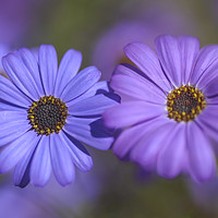 Buy canvas prints of Purple and Blue. Swan River Daisies by Jenny Rainbow