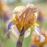 Buy canvas prints of Tall Bearded Iris Evolution by Jenny Rainbow
