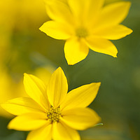 Buy canvas prints of Two Flowers. Yellow Coreopsis by Jenny Rainbow