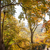 Buy canvas prints of Autumnal Trees. Saxon Switzerland by Jenny Rainbow