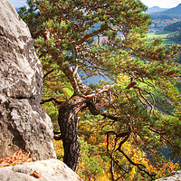 Buy canvas prints of Pine Tree. Saxon Switzerland by Jenny Rainbow