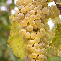 Buy canvas prints of Autumn Delicacy. Taste of Grapes by Jenny Rainbow