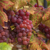 Buy canvas prints of Juicy Taste Of Autumn. Red Grapes Clusters 1 by Jenny Rainbow
