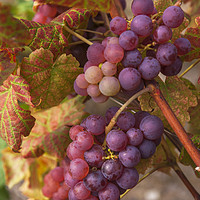 Buy canvas prints of Juicy Taste Of Autumn. Red Grapes Clusters 3 by Jenny Rainbow
