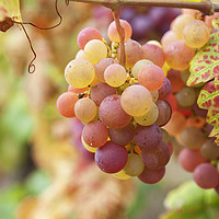 Buy canvas prints of Juicy Taste Of Autumn. Red Grapes Clusters 7 by Jenny Rainbow