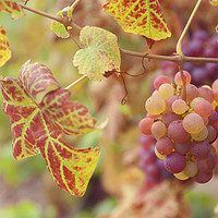 Buy canvas prints of Juicy Taste Of Autumn. Red Grapes Clusters 8 by Jenny Rainbow